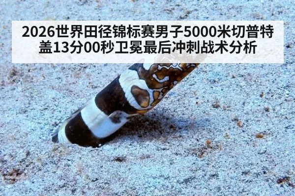 2026世界田径锦标赛男子5000米切普特盖13分00秒卫冕最后冲刺战术分析